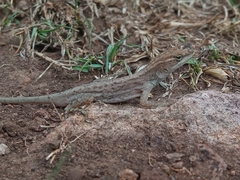 Anolis quercorum