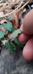 Ercilla spicata