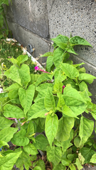 Mirabilis jalapa