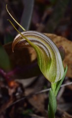 Pterostylis truncata
