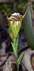 Pterostylis truncata