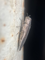 Agrilus macer