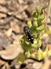 Acmaeodera connexa