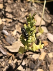 Acmaeodera connexa