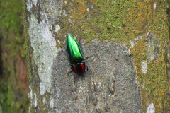 Campsosternus watanabei