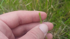 Linum medium texanum