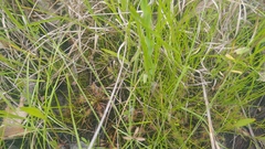 Linum medium texanum