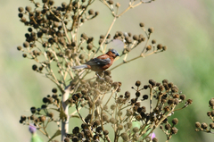 Sporophila cinnamomea