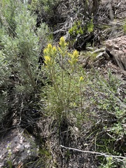 Castilleja flava