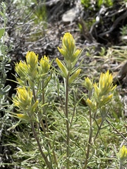 Castilleja flava
