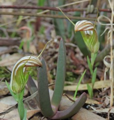 Pterostylis truncata