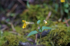 Erythranthe alsinoides