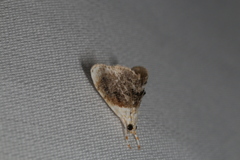 Lipocosmodes fuliginosalis