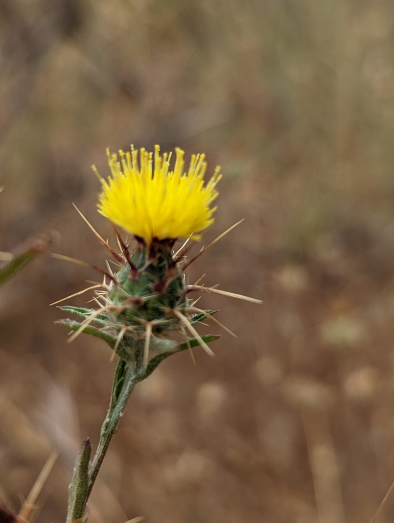 Maltese star-thistle from Farm Hills, Redwood City, CA, USA on June 12 ...