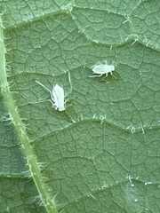 Illinoia liriodendri