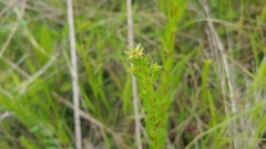 Linum medium texanum