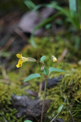 Erythranthe alsinoides