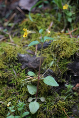 Erythranthe alsinoides