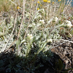 Antennaria rosea confinis