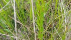 Linum medium texanum