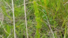 Linum medium texanum
