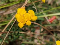 Lotus corniculatus