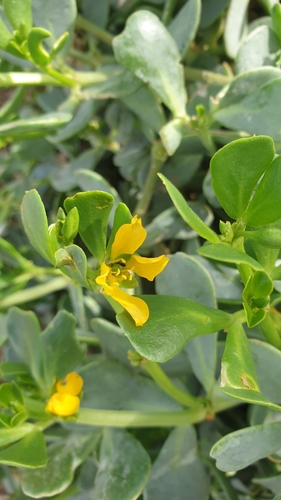 Image of Roepera glauca by (c) Rosalie Lawrence, some rights reserved (CC BY)