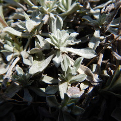 Antennaria rosea confinis