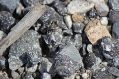 Araneus nordmanni