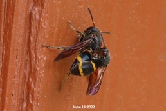 Orancistrocerus drewseni