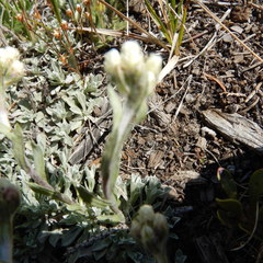 Antennaria rosea confinis