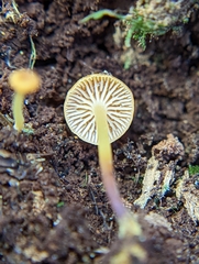 Xeromphalina