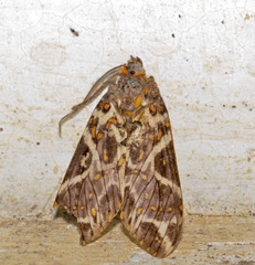 Phaegoptera histrionica