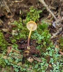 Xeromphalina