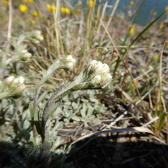 Antennaria rosea confinis