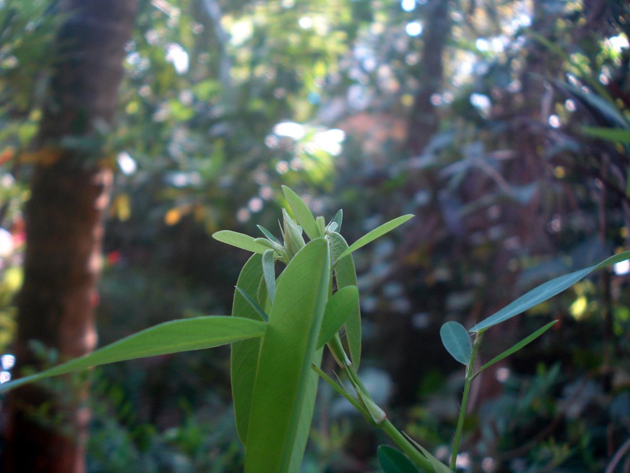 Codariocalyx