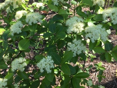 Viburnum cassinoides image