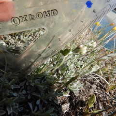 Antennaria rosea confinis