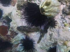 Scartella