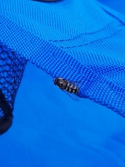 Lapposyrphus
