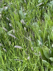 Phleum alpinum