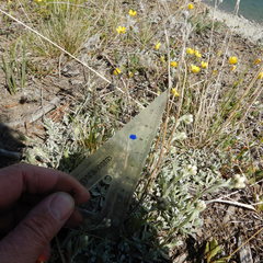 Antennaria rosea confinis