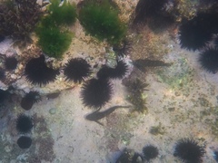 Scartella