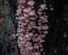 Marasmiellus affixus