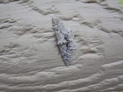 Iridopsis larvaria