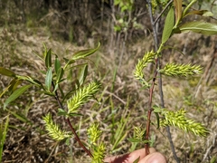 Salix pseudomyrsinites