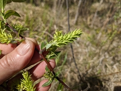 Salix pseudomyrsinites