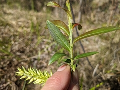 Salix pseudomyrsinites