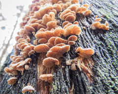 Marasmiellus affixus