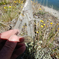 Antennaria rosea confinis